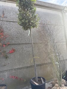 Quercus ilex 16-18 Hoogstam cont. 130L