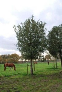 Quercus ilex 6-8 STA container - image 5