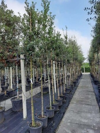 Quercus ilex 6-8 STA container - image 10