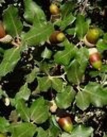 Quercus ilex 6-8 STA container - image 1