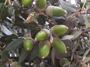 Quercus ilex 6-8 STA container - image 9