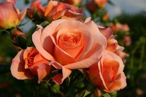 Rosa 'Aprikola' ABRIKOOS 60 cm stam wortelgoed