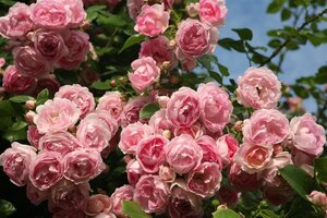 Rosa 'Jasmina' wortelgoed A kwaliteit