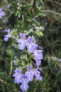 Rosmarinus off. 'Prostratus' geen maat specificatie 0,55L/P9cm