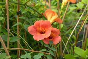 Campsis t. 'Mme Galen' 125-150 cm cont. 7,5L