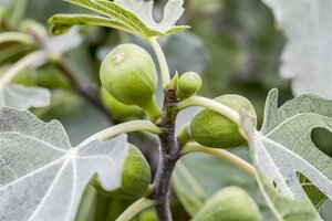 Ficus carica 50 cm stem cont. 50L
