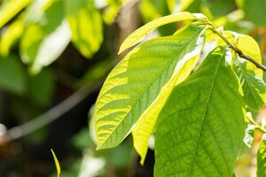 Asimina triloba 6-8 Hoogstam container