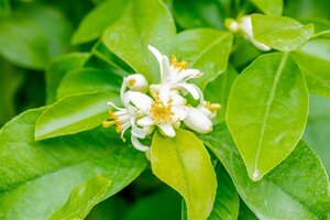 Citrus limon 90 cm stam container