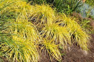 Carex elata 'Aurea' geen maat specificatie cont. 2,0L