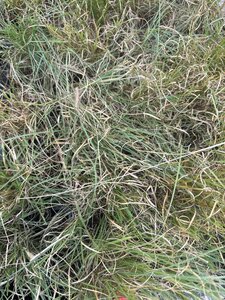 Bouteloua gracilis geen maat specificatie 0,55L/P9cm