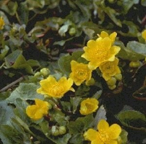Caltha palustris geen maat specificatie 0,55L/P9cm