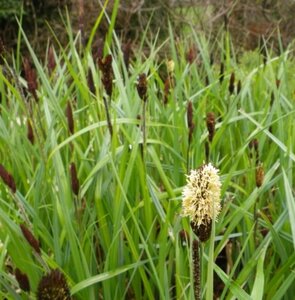 Carex acutiformis geen maat specificatie 0,55L/P9cm