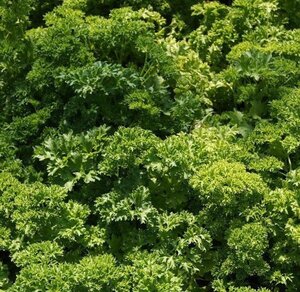 Petroselinum crispum geen maat specificatie 0,55L/P9cm