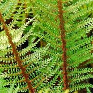 Polystichum set. 'Proliferum' geen maat specificatie 0,55L/P9cm