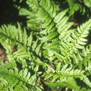 Polystichum tsussimense geen maat specificatie 0,55L/P9cm