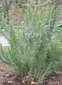 Rosmarinus off. 'Miss Jess. Upr.' geen maat specificatie 0,55L/P9cm