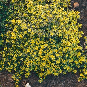 Thymus citriod. 'Bertram Anderson' geen maat specificatie 0,55L/P9cm