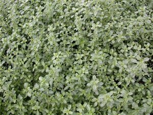 Thymus citriod. 'Silver Queen' geen maat specificatie 0,55L/P9cm
