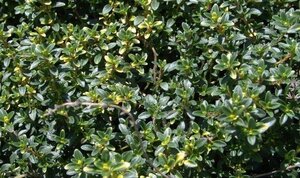Thymus 'Doone Valley' geen maat specificatie 0,55L/P9cm