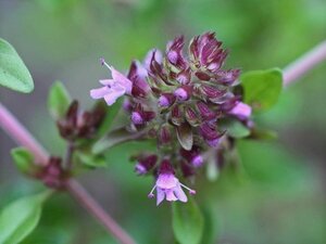 Thymus serpyllum geen maat specificatie 0,55L/P9cm