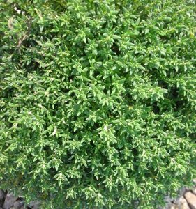 Thymus v. 'Compactus' geen maat specificatie 0,55L/P9cm