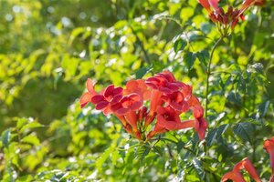 Campsis rad. 'Flamenco' 80-100 cm cont. 2,0L met stok