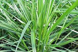 Calamagrostis arundinacea = Anemanthele lessioniana= Stipa arund. geen maat specificatie 0,55L/P9cm