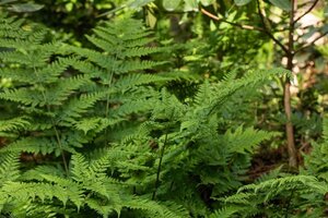 Dryopteris dilatata geen maat specificatie 0,55L/P9cm