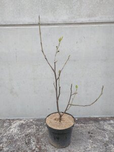 Ficus car. 'Bornholms Diamant' 50-60 cm cont. 5,0L