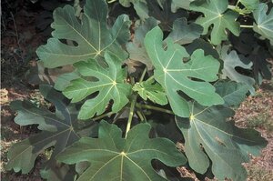 Ficus car. 'Brown Turkey' 70 cm vierkant 2L