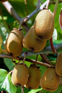 Actinidia deliciosa 'Jenny' ♀♂ 60-70 cm cont. 2,0L