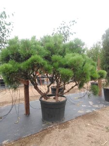 Pinus brepo = brevifolia 150-175 cm cont. 130L meerstammig