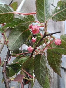 Actinidia tetramera maloides 70 cm vierkant 2L