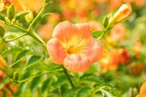 Campsis grandiflora 70 cm vierkant 2L
