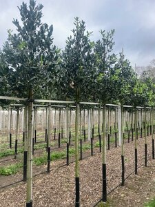Ilex 'Nellie R. Stevens' 12-14 Hoogstam draadkluit 2 X verplant