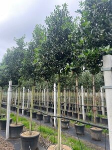 Ilex 'Nellie R. Stevens' 14-16 Hoogstam cont. 45L