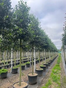 Ilex 'Nellie R. Stevens' 18-20 Hoogstam cont. 70L