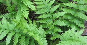 Woodwardia fimbriata geen maat specificatie 0,55L/P9cm