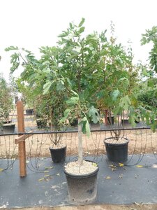 Ficus car. 'Brown Turkey' 18-20 Halfstam cont. 90L
