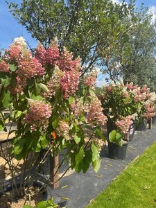 Hydrangea pan. Pinky Winky 125-150 cm cont. 70L meerstammig