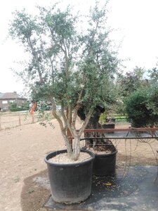 Quercus suber 300-350 cm cont. 375L meerstammig