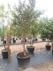 Stewartia rostrata 250-300 cm cont. 150L meerstammig