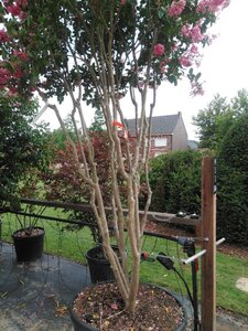 Lagerstroemia ind. 'King Summer' ® 300-350 cm cont. 230L meerstammig
