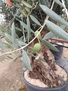 Olea europaea 200-225 cm cont. 285L 100-125 120 cm stam